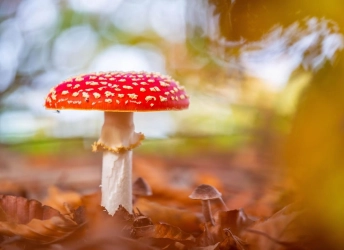 Paddestoelen inzending fotowedstrijd 2021